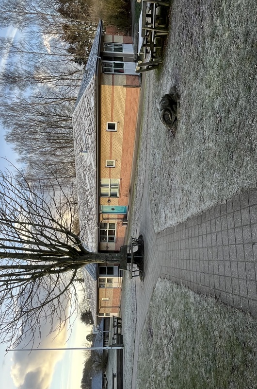 Stort træ med hus i bagrunden og blå himmel