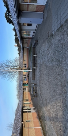 Stort træ  med bygninger omkring