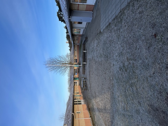 Stort træ med bygninger omkring