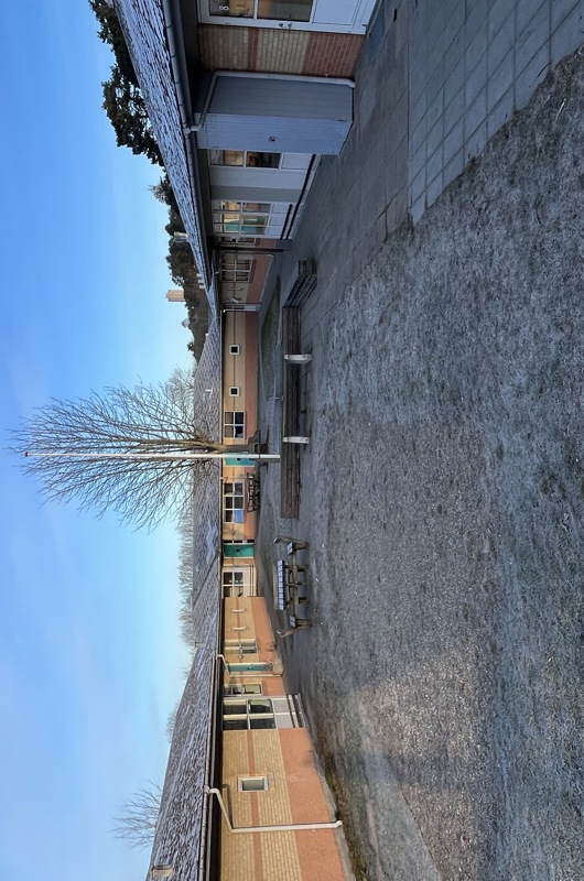 Stort træ  med bygninger omkring